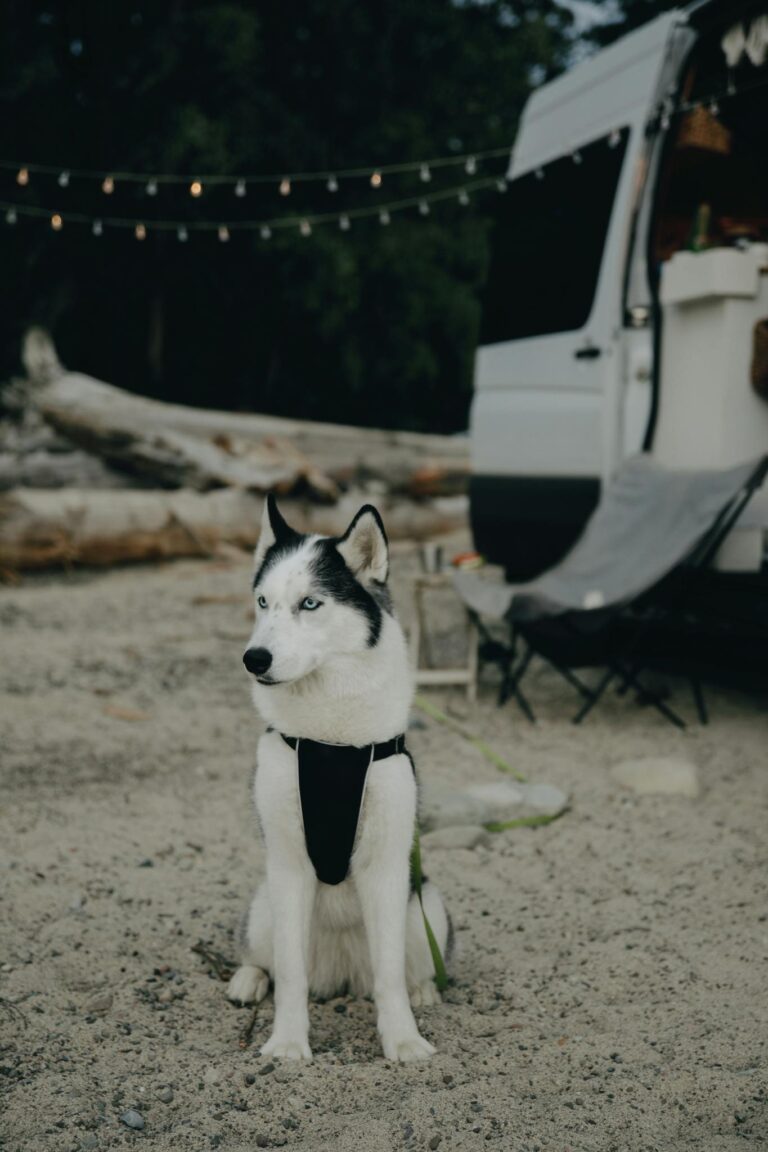 A Siberian Husky sits beside a campervan on a serene outdoor camping adventure.