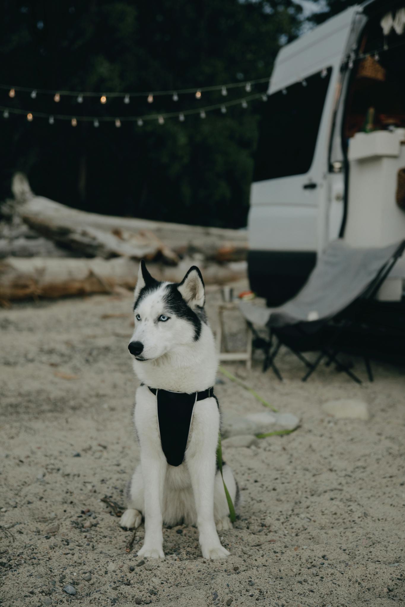 A Siberian Husky sits beside a campervan on a serene outdoor camping adventure.